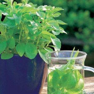 Stewia nasiona - Kiepenkerl