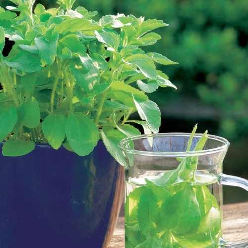 Stewia to naturalny słodzik, np. do napojów.