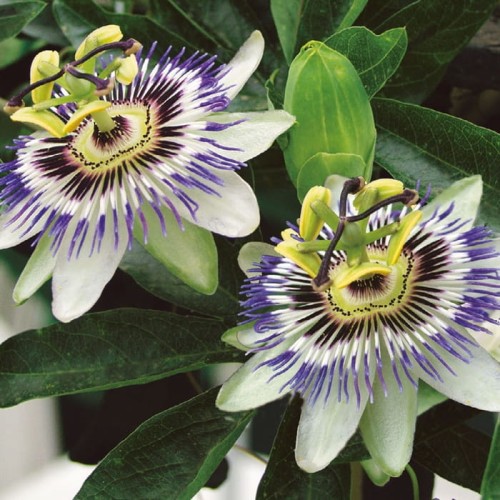 Passiflora błękitna ma kwiaty o średnicy 10-20 cm.