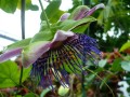 Passiflora błękitna to kwiaty wyjątkowej piękności.