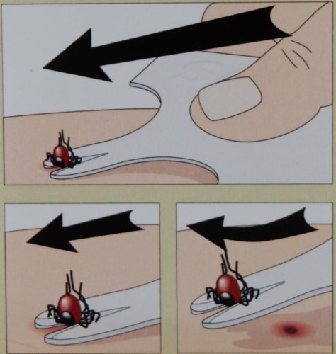 Kleszcz Karta jak stosować