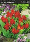 Tulipan botaniczny Van Tubergen`s Variety 30 cebulek