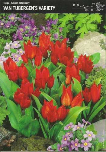 Tulipany botaniczne Van Tubergen`s Variety ma czerwone kwiaty cieniowane na żółto.