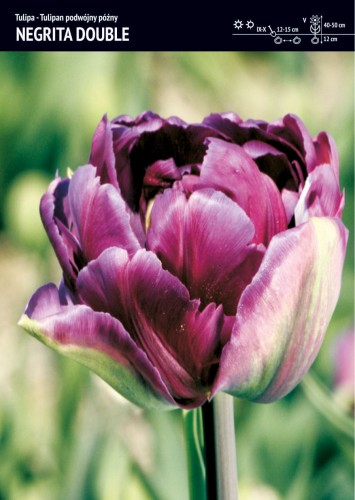 Tulipan Negrita Double ma kwiaty fioletowe, pełne.