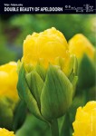 Tulipan Double Beauty of Apeldoorn 20 cebulek