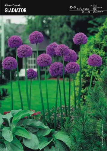 Czosnek Gladiator to ogrodowy olbrzym.