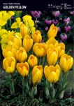 Krokus żółtokwiatowy Golden Yellow 15 sztuk - rozmiar 8 -9