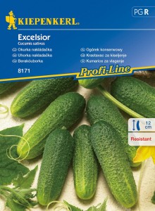 Ogórek konserwowy Excelsior nasiona - Kiepenkerl