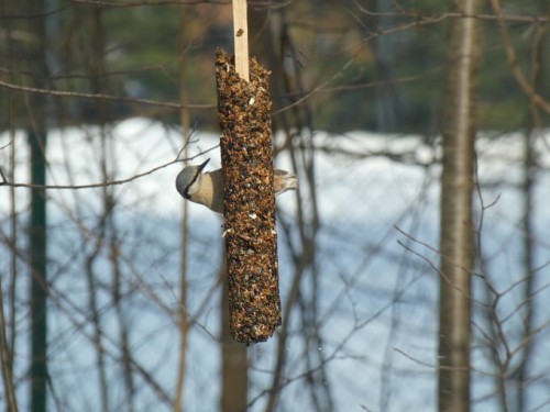 Ziarna z kolby bardzo smakują np. kowalikom i sikorkom.