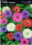 Zawilec wieńcowy St. Brigid Mix 12 cebulek