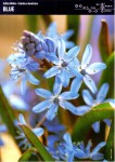 Cebulica dwulistna Blue 7 cebulek