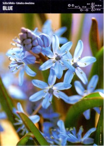 Cebulica dwulistna Blue 7 cebulek