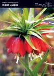 Szachownica cesarska Rubra Maxima 3 sztuki
