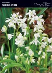 Cebulica syberyjska White 30 sztuk
