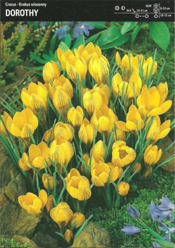 Krokus złocisty Dorothy 15 cebulek