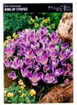 Krokus wiosenny King Of Striped 30 cebulek