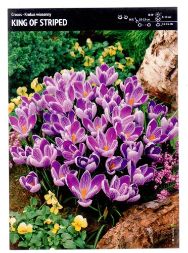 Krokus wiosenny King Of Striped 30 cebulek