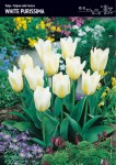 Tulipan Fostera White Purissima 7 cebulek