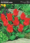 Tulipan Greiga Red Riding Hood 7 cebulek