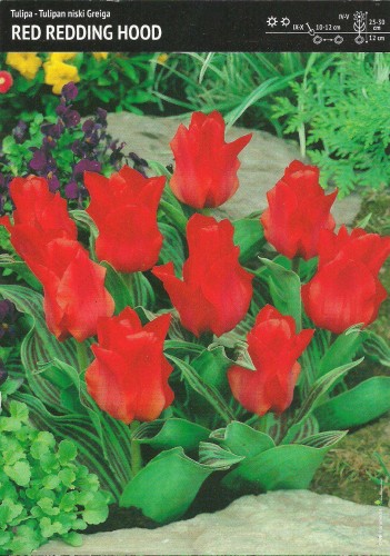 Tulipan Greiga Red Riding Hood 7 cebulek