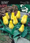 Tulipan Greiga Gold West 7 cebulek