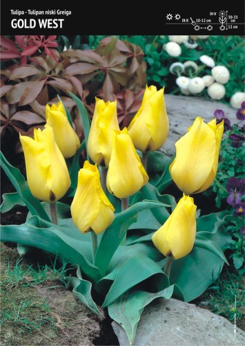 Tulipan Greiga Gold West 7 cebulek