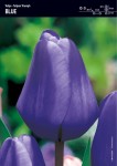Tulipan Triumph Blue 15 cebulek