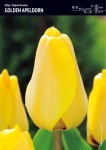 Tulipan Darwina Golden Apeldorn 15 cebulek
