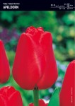 Tulipan Darwina Apeldorn 15 cebulek