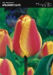 Tulipan Darwina Apeldorn's Elite 15 cebulek