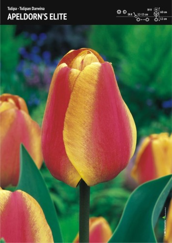Tulipan Darwina Apeldorn's Elite 15 cebulek