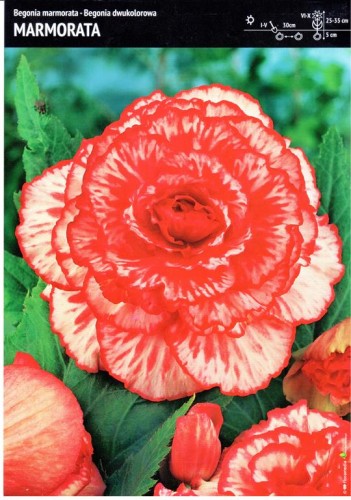 Begonia dwukolorowa Marmorata