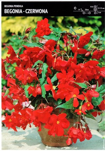 Begonia kaskadowa czerwona 3 szt.