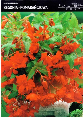 Begonia kaskadowa pomarańczowa 3 szt.