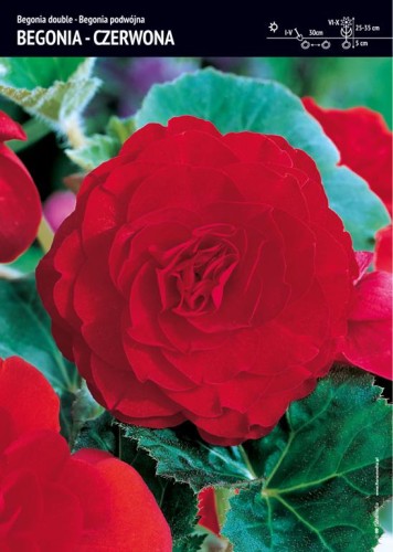 Begonia podwójna czerwona 3 szt.