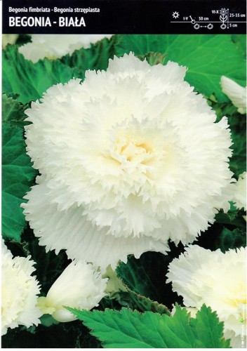 Begonia strzępiasta biała 3 szt.