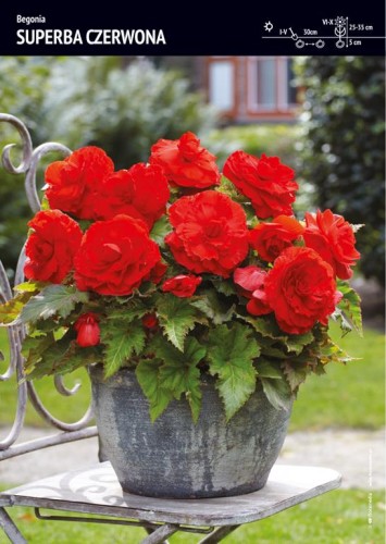 Begonia Superba czerwona 3 szt.