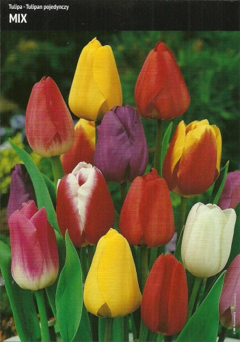 Tulipany pojedyncze mix mają różne kolory.