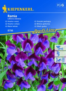 Groszek pachnący Ramia nasiona – Kiepenkerl