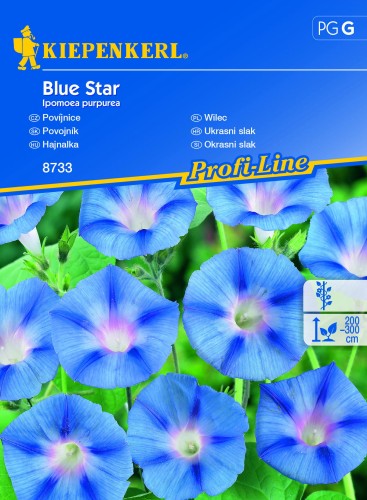Wilec Blue Star nasiona – Kiepenkerl