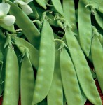 Groch cukrowy Sweet Horizon nasiona – Kiepenkerl