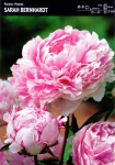 Piwonia Sarah Bernhardt 1 sztuka