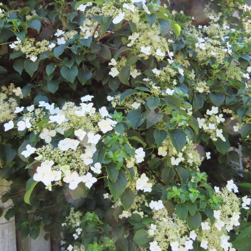 Hortensja Pnąca – Sadzonka 30 cm