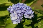 Hortensja Ogrodowa 'Bodensee' – Sadzonka 20-30 cm