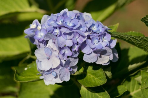 Hortensja Ogrodowa 'Bodensee' – Sadzonka 20 cm