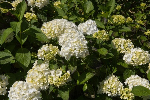 Hortensja Ogrodowa 'Madame Emile Mouillere' – Sadzonka 20 cm