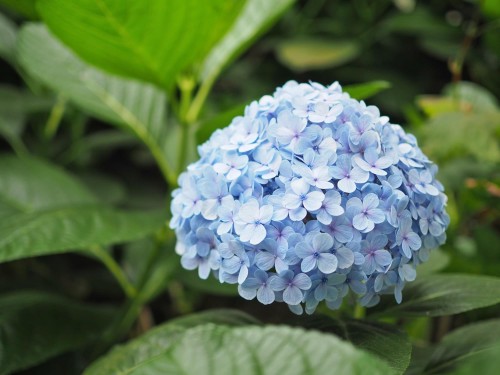 Hortensja Ogrodowa 'Nikko Blue' – Sadzonka 20 cm