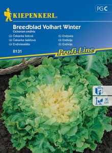 Endywia Breedblad Volhart Winter nasiona – Kiepenkerl