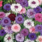 Chaber bławatek Mix nasiona - Kiepenkerl