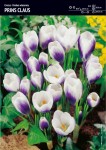 Krokus złocisty Prins Claus 30 sztuk